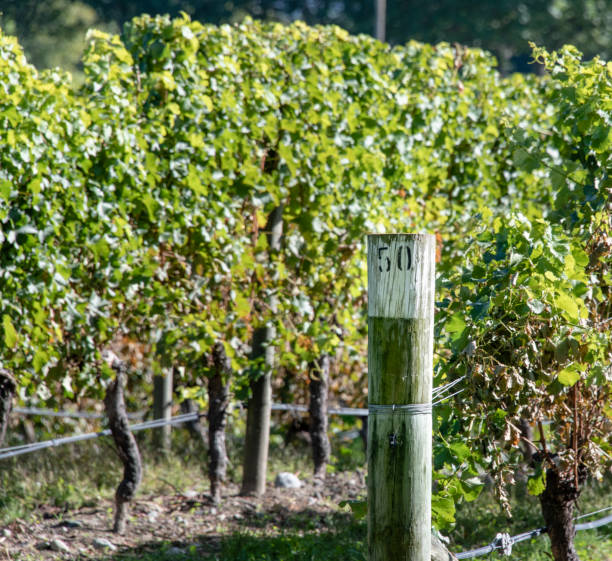 istock Vineyard in the autumn 960490118