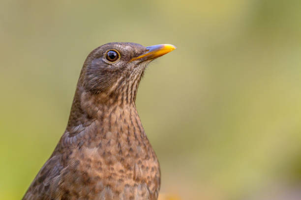 istock Female blackbird headshot green background 960493162