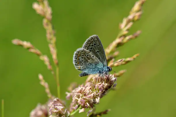 Close-up blue lycaenidae butterfly on the meadow wildplant. Photography of wildlife.