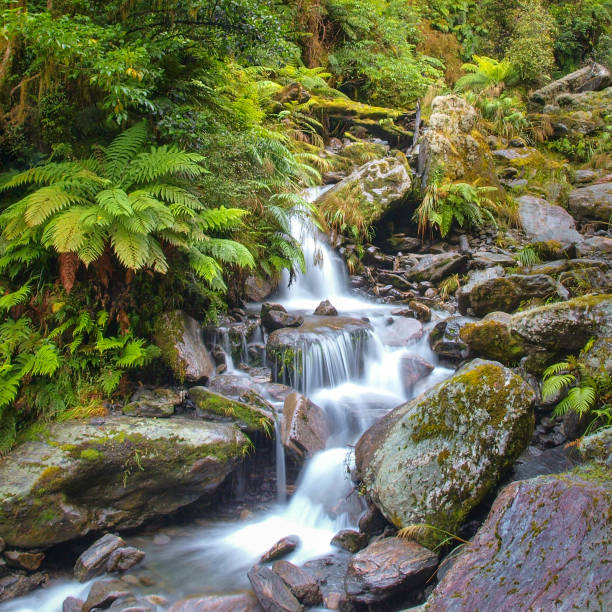 Waterfall in temperate New zealand rain forest Waterfall in Lush Temperate Rainforest on the rainy west coast of New Zealand munich airport stock pictures, royalty-free photos & images