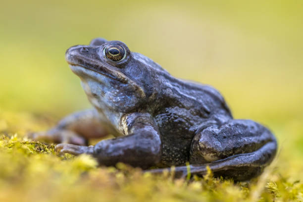 istock Blue Moor frog side view on bright green background 960498042
