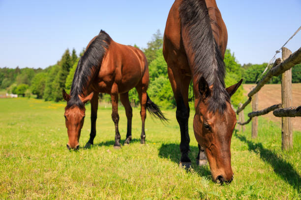 Horse is eating fresh grass stock photo