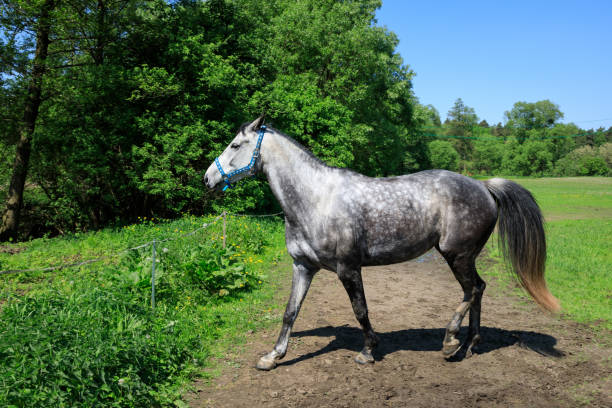 istock Gray horse on the green meadow 960498118