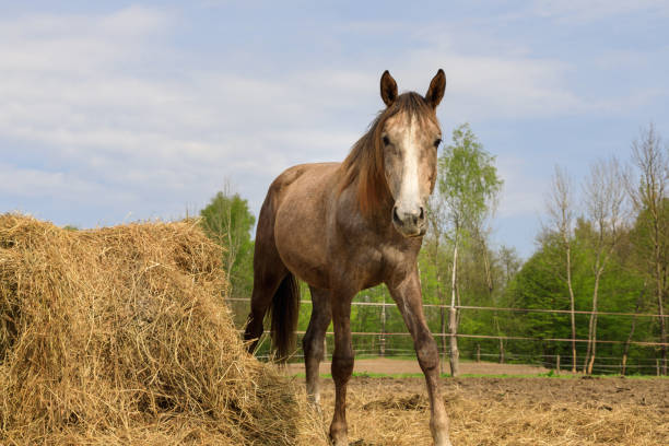 istock Horse on the pasture 960498154