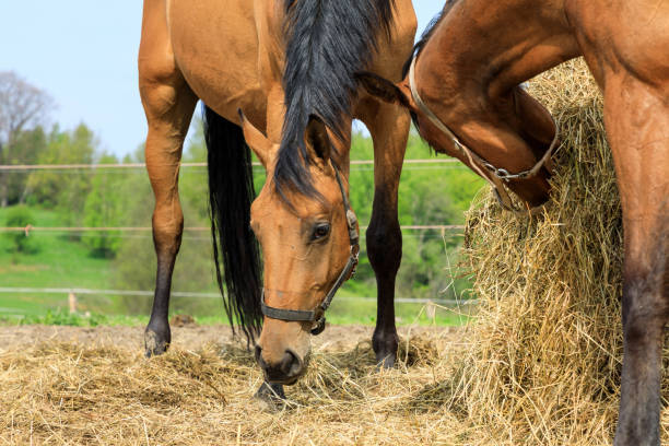 istock Horses are eating the hay on the meadow 960498170