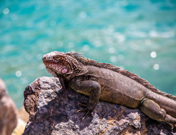 istock Iguana on Rock by Green Sea 960500542