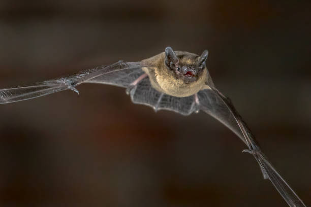 istock Close up of Flying Pipistrelle bat 960501004