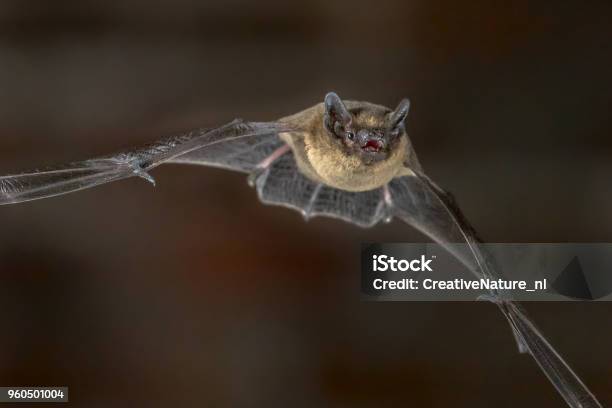 Close Up Of Flying Pipistrelle Bat Stock Photo - Download Image Now - Bat - Animal, Flying, Close-up
