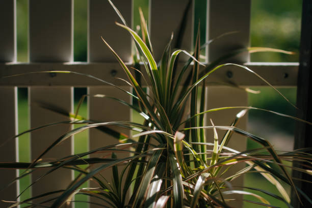 istock Dracena grows in a tropical greenhouse. Decorative flowers. 960504356