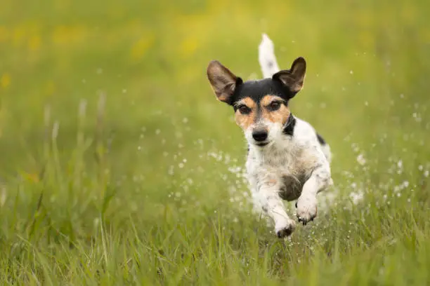 Photo of Dog runs over a green wet meadow - Jack Russell terrier doggy 7 years old - hair style broken