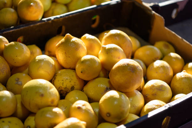 istock Yellow lemon for sale on market stall. 960505656