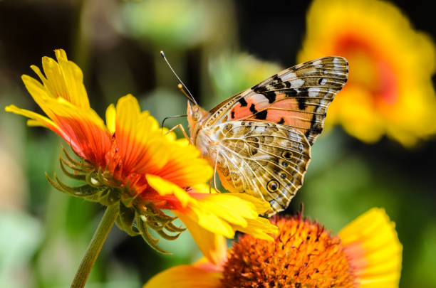 Butterfly vanessa cardui collects nectar from yellow flowers gaillardia