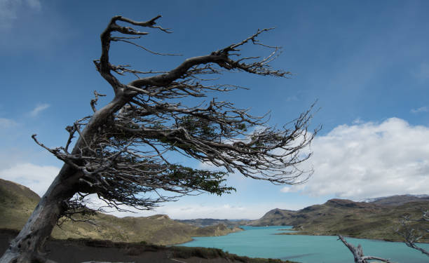 экстремальный ветер и изогнутые деревья - argentina patagonia andes landscape стоковые фото и изображения