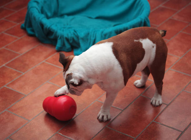 dog plays at home with a plastic toy