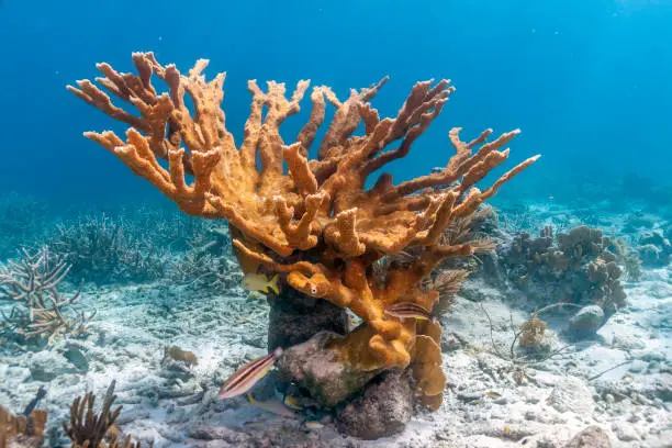 Photo of Caribbean coral reef