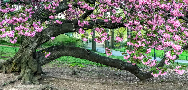 istock Prunus serrulata or Japanese Cherry 960509548
