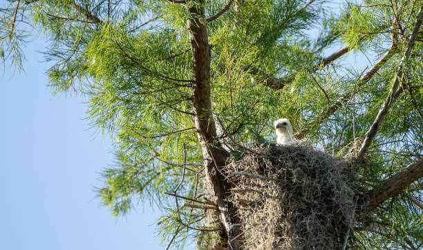 istock Fuzzy head of a swallow-tailed kite Elanoides forficatus chick 960509752