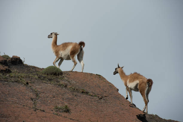 istock Guanaco in Patagonia 960509848