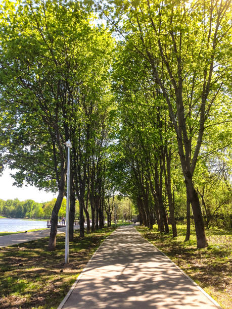 istock Alley in the Park 960512434