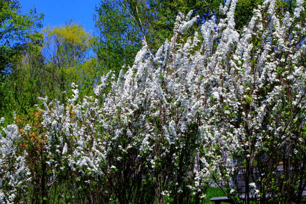 istock The promenade where the spirea blooms 960512530