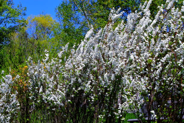 istock The promenade where the spirea blooms 960512726