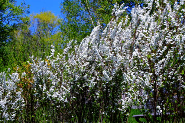 istock The promenade where the spirea blooms 960513222