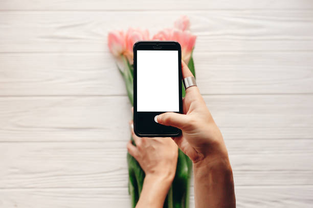 istock instagram photographer, blogging workshop concept. hand holding phone with empty screen with space for text. pink tulips on white wooden rustic background. 960513634