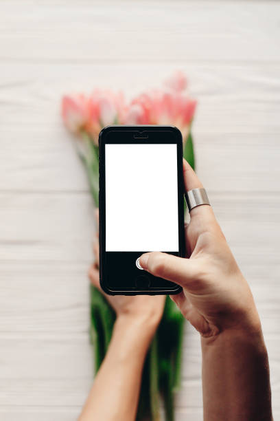 istock instagram photographer, blogging workshop concept. hand holding phone with empty screen with space for text. pink tulips on white wooden rustic background. 960513868