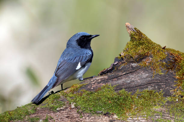 istock Male Black-throated Blue Warbler perched on a mossy log 960516336