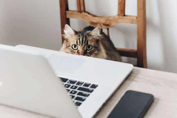 Photo of cute cat sitting on wooden chair at table with laptop. working home and freelance concept. Maine Coon in stylish office or home workplace. funny bussines and work situation