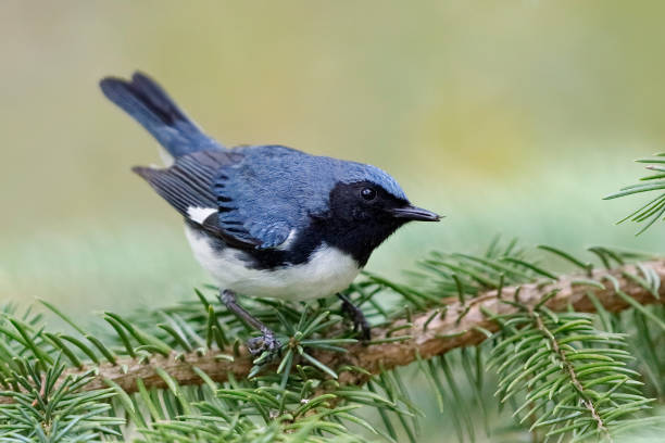 Male Black-throated Blue Warbler perched on a white spruce branch Male Black-throated Blue Warbler (Setophaga caerulescens) perched on a white spruce branch - Lambton Shores, Ontario, Canada wood warbler phylloscopus sibilatrix stock pictures, royalty-free photos & images