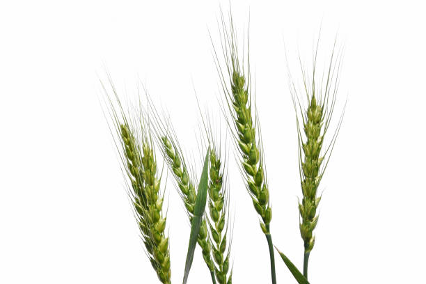 istock Ears of white background 960519776