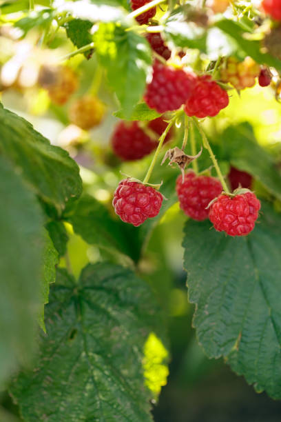 istock close up of fresh organic berries red raspberry 960520554