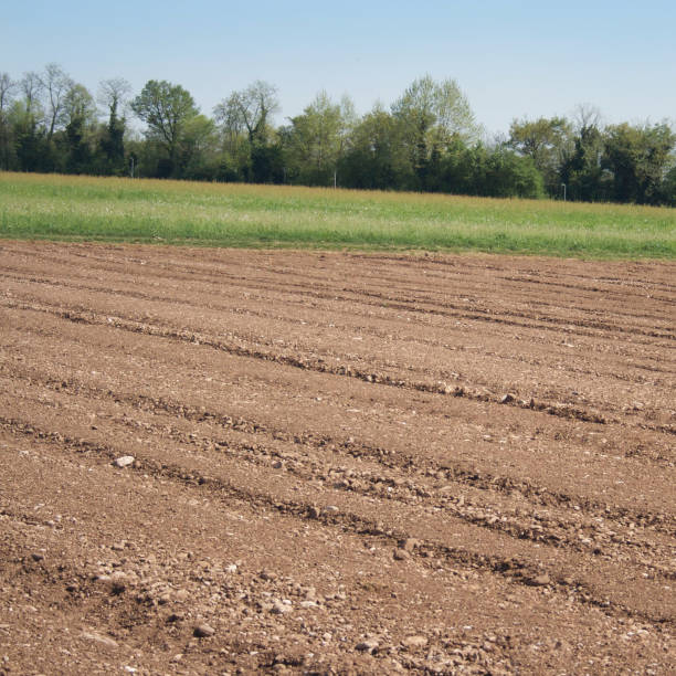istock Plowed and sowed field 960522996
