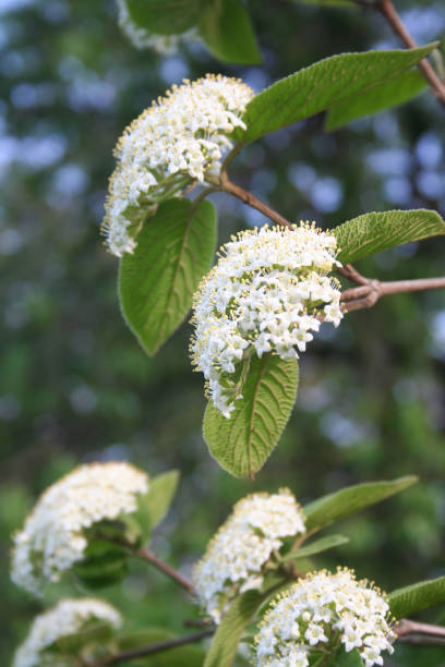 istock Viburnum lantana bush in bloom 960523152
