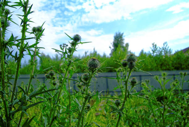 Cardoon plant. Cirsium vulgare medicinal plant growing in meadows