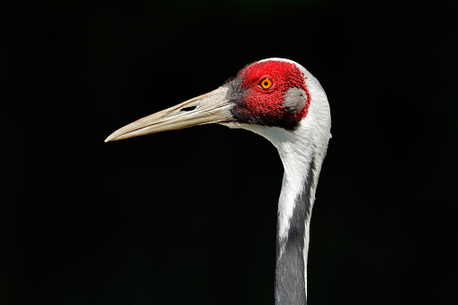 Portrait of a white-naped crane (Antigone vipio) against a black background