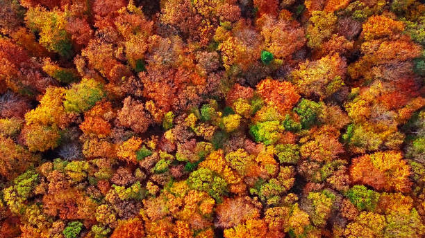 istock Autumn forest aerial background made directly from above 960533228