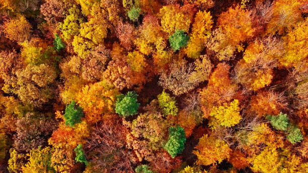 istock Autumn forest aerial background made directly from above 960533240