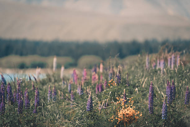 lupins Of Lake Tekapo