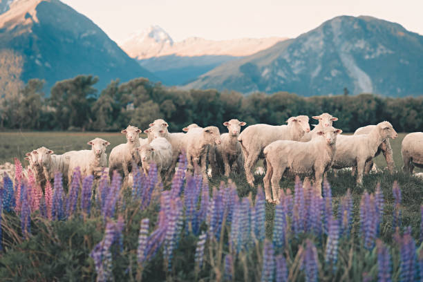 gregge di pecore nel sud della nuova zelanda durante l'estate lupine seasson - pea flower foto e immagini stock