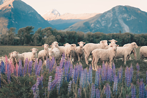 flock of sheep in south new zealand during summer lupine seasson