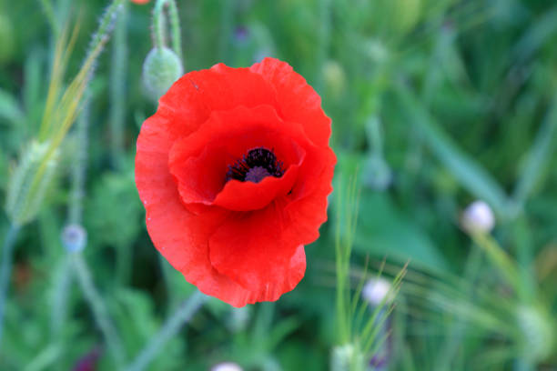 istock Ornamental poppy 960536170