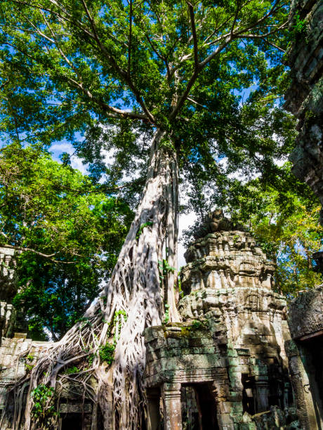 rovine del tempio di ta phrom, angkor, provincia di siem reap, cambogia - bayon phrom foto e immagini stock