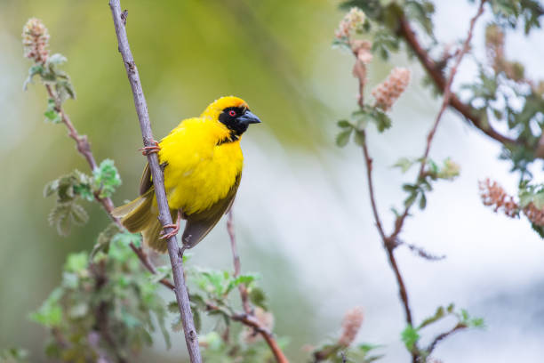 istock Southern masked weaver in bush 960539798