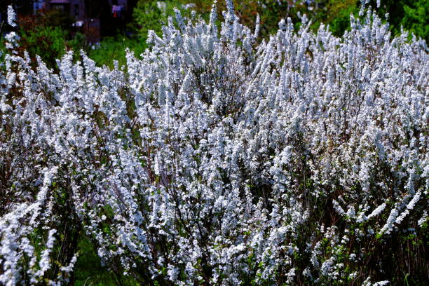 istock the spirea blooms 960540668