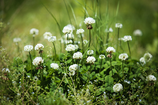 Trifolium repens