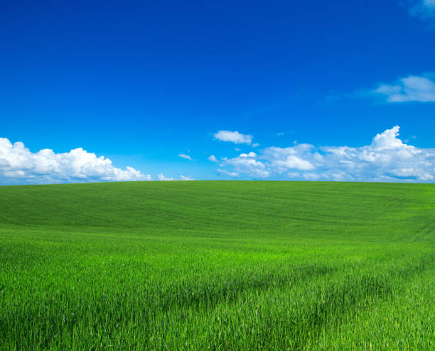 istock green field with blue heaven 960544082
