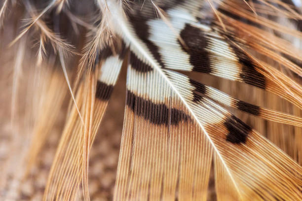 istock Close up of Feather 960544190