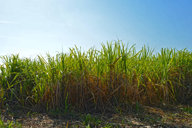 istock Plantation of sugar cane 960547646